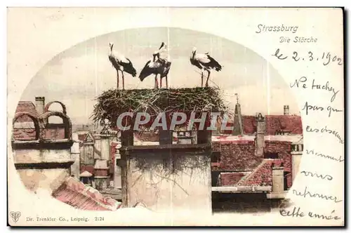 Cartes postales Strasburg Die Storche Cigognes