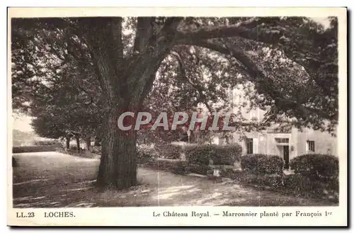 Cartes postales Loches Le Chateau Royal Marronnier plante par Francois 1er