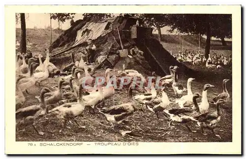 Ansichtskarte AK Schalckendorf Troupeau D Oies Folklore