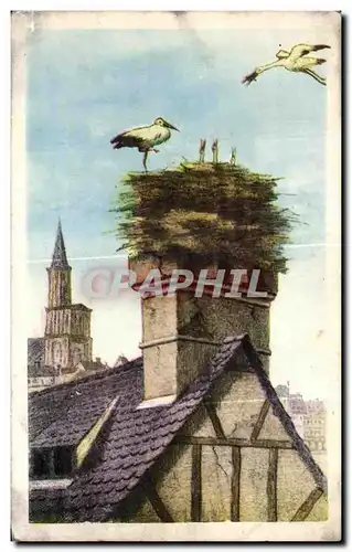 Cartes postales Alsace Nid de cigognes Strasbourg