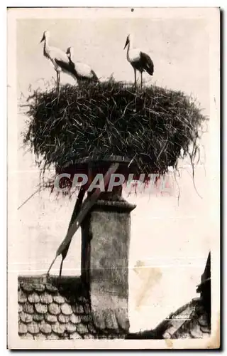 Cartes postales Alsace Nid de cigognes