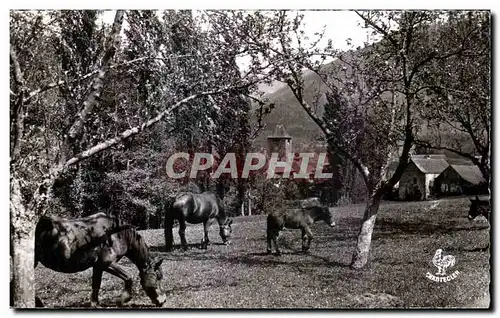 Cartes postales Les Pyrenees Juments en paturage Cheval Horse