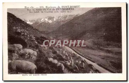 Cartes postales Environs de Font Romeu sur la route du Col de Puymorens Au fond le Carlite Moutons