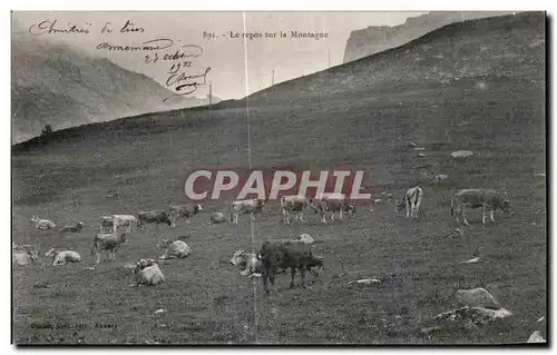 Cartes postales Le Repos Sur La Montagne Vaches