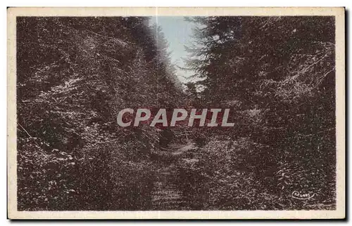 Cartes postales Saint Germain L Herm Aspect de la foret