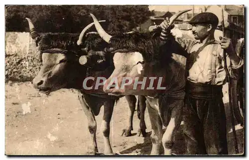 Cartes postales Type Basque Attelage de Boeufs Attelage