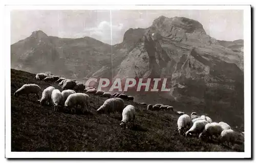 Cartes postales Le Pic de Ger Vu du Col d Aubisque Moutons Sheep