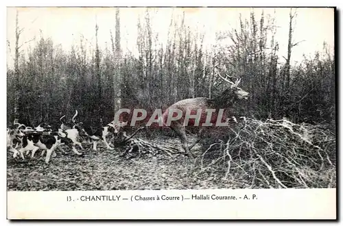 Cartes postales Chantilly Hallali Courante Chasse a courre Hunting Chiens Cerf