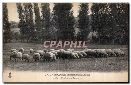 Cartes postales La Campagne Bourbonnaise Moutons au Paturage Sheep