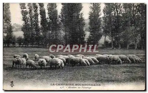 Ansichtskarte AK La campagne Bourbonnaise Moutons au Paturage Sheep