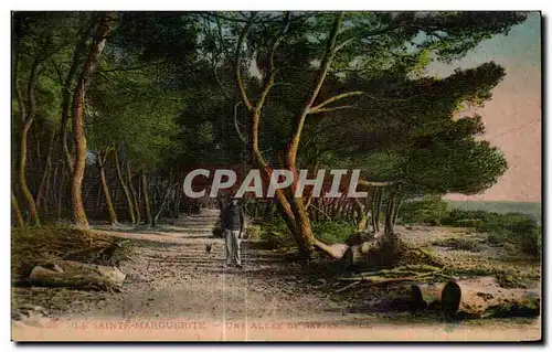 Cartes postales Ile Saint Margurite Une Allee De sapins