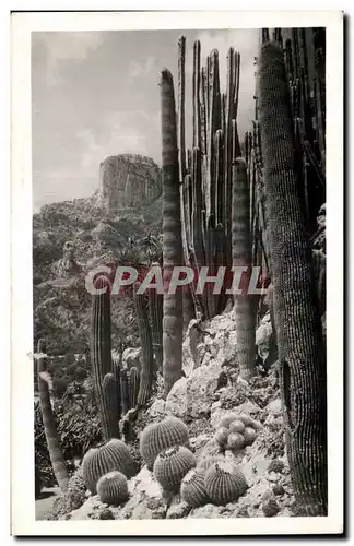 Cartes postales Monaco Jardin Exotique de Echinocactus Grusonil