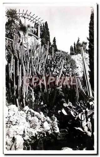 Cartes postales Monaco Les Jardins Exotiques Cereus et Opuntia Divers