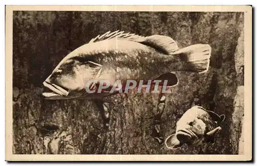 Cartes postales Monaco Aquarium du musee Oceanographique Merous bruns Epinephebus gigas