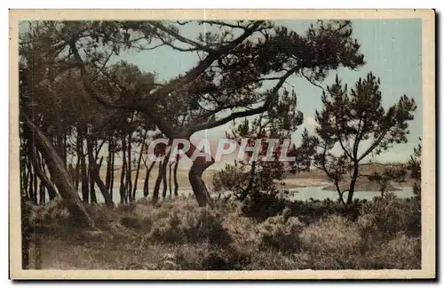 Cartes postales Ile de Brehat Les Iles Beniguet vues a trevers les Pins de la CitadeIle de Brehate