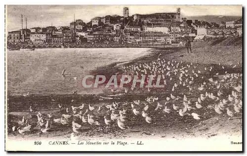 Ansichtskarte AK Cannes Les Mouettes sur la Plage