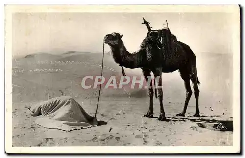 Ansichtskarte AK Scenes et Types La priere du desert Tunisie