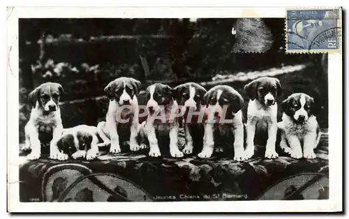 Cartes postales Jeunes chiens de St Bernard Dogs