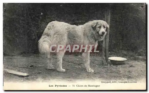 Ansichtskarte AK Les Pyrenees Chien de Montagne Dog