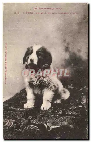 Cartes postales Les Pyrenees Viscos Jeune Chien Des Pyrenees Dog