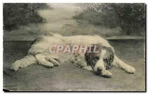 Cartes postales Les Pyrenees Chien Des Pyrenees Dog