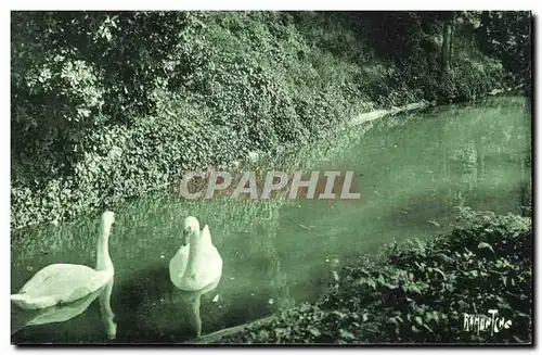 Cartes postales Angouleme Au Jardin Vert Cygne Swan Oiseau bird