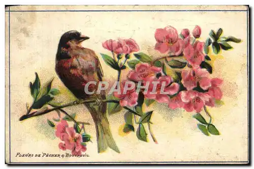 IMage Oiseaux Birds Fleurs de pecher et Bouvreuil