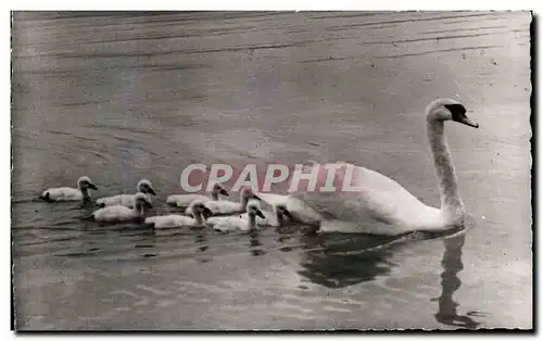 Cartes postales Voila Les gars de la Marine Cygne Swan