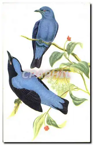 Ansichtskarte AK Oiseaux Birds Oiseaux bleus des Fees