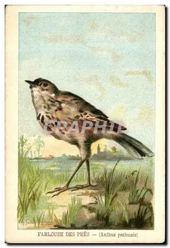 Cartes postales Farlouse Des Pres Anthus pratensis