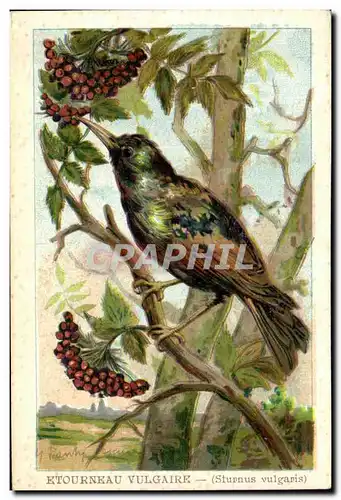 Cartes postales Etourneau Vulgaire Sturnus vulgaris