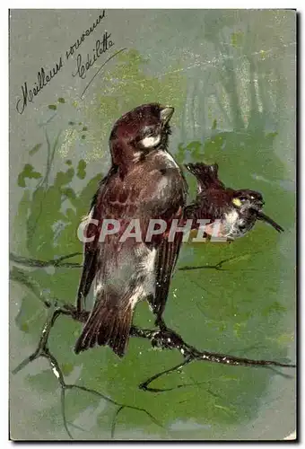 Cartes postales Oiseaux Birds