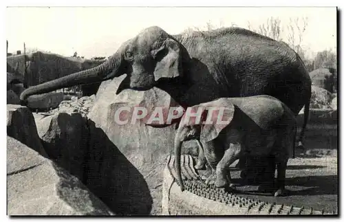 Ansichtskarte AK Museum National D Histoire Naturelle Parc Zoologique Du Bois De Vincennes Paris Elephant