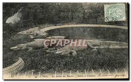 Cartes postales Paris Au Jardin des Plantes Bassin et Caimans Crocodile Zoo