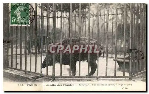 Cartes postales Paris Jardin des Plantes Sanglier sous Scrofa Zoo