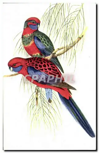 Cartes postales Perruches Platycerques Perrot