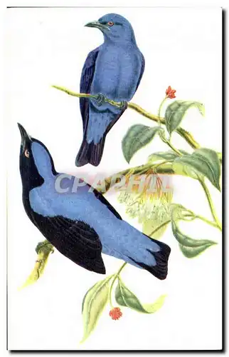 Ansichtskarte AK Oiseaux bleus des fees oiseau bird