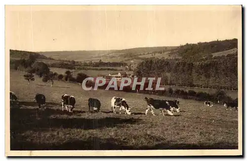 Cartes postales Pontchardon Aspect caracteristique du d Auge Vaches