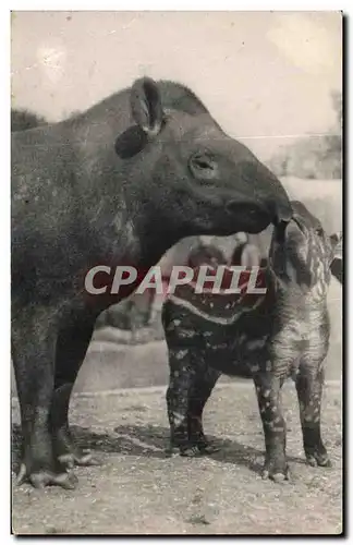 Cartes postales Parc Zoologique Du Bois De Vincennes Paris Un Tapir d Amerique et son petit Zoo