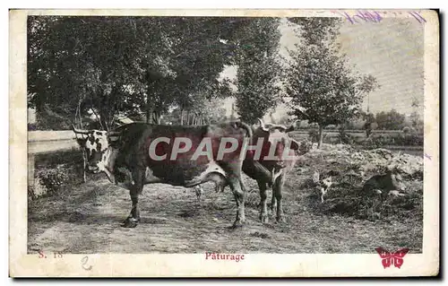 Cartes postales Paturage Vaches Elevage