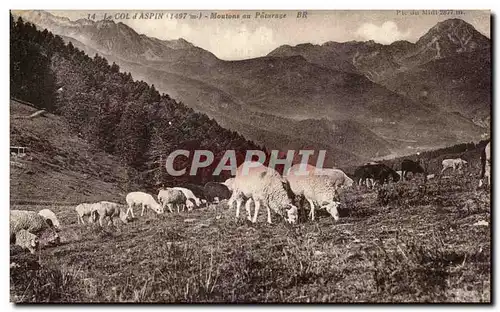 Ansichtskarte AK Le Col d Aspin Moutons au Paturage Moutons Sheep