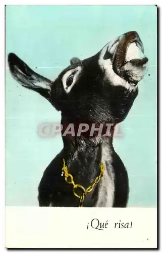 Cartes postales Que risaAne Donkey