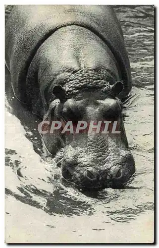 Cartes postales L un des Hippopotames Vincenne Zoo