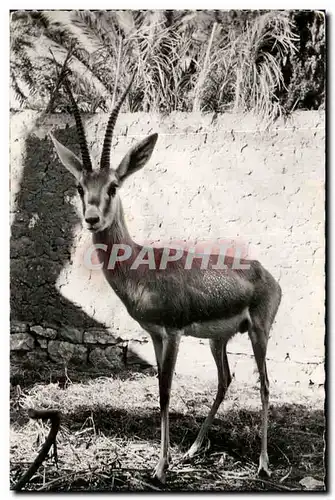 Cartes postales moderne Faune Africaine Gazelle des sables