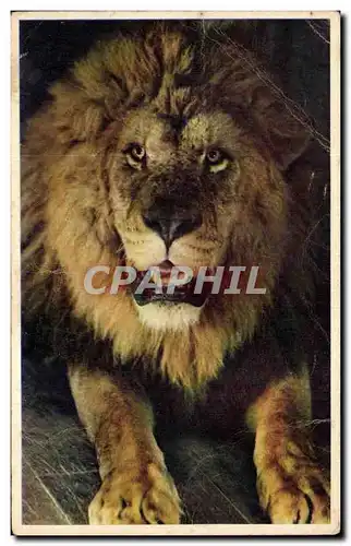 Cartes postales Le Lion Sultan Zoo Vincennes