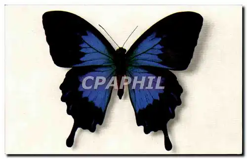 Cartes postales Fantaisie Papillon Butterfly Papilio Telegonus Java