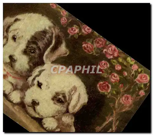 Cartes postales Chiens Dogs Terrier