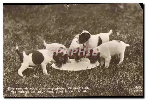 Cartes postales Chiens Dogs