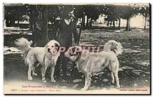 Cartes postales Chiens Dogs Chiens des Pyrenees Deux amis