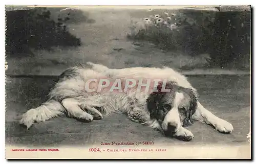 Cartes postales Chiens Dogs Chien des Pyrenees au repos